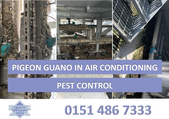 ⚠️ As bird guano &amp; debris is extremely hazardous it is essential that its removal is dealt with appropriately otherwise these particles can become airborne or contaminate water courses.
Find out more ➡️  independentpestcontrol.org/bird-control-2/