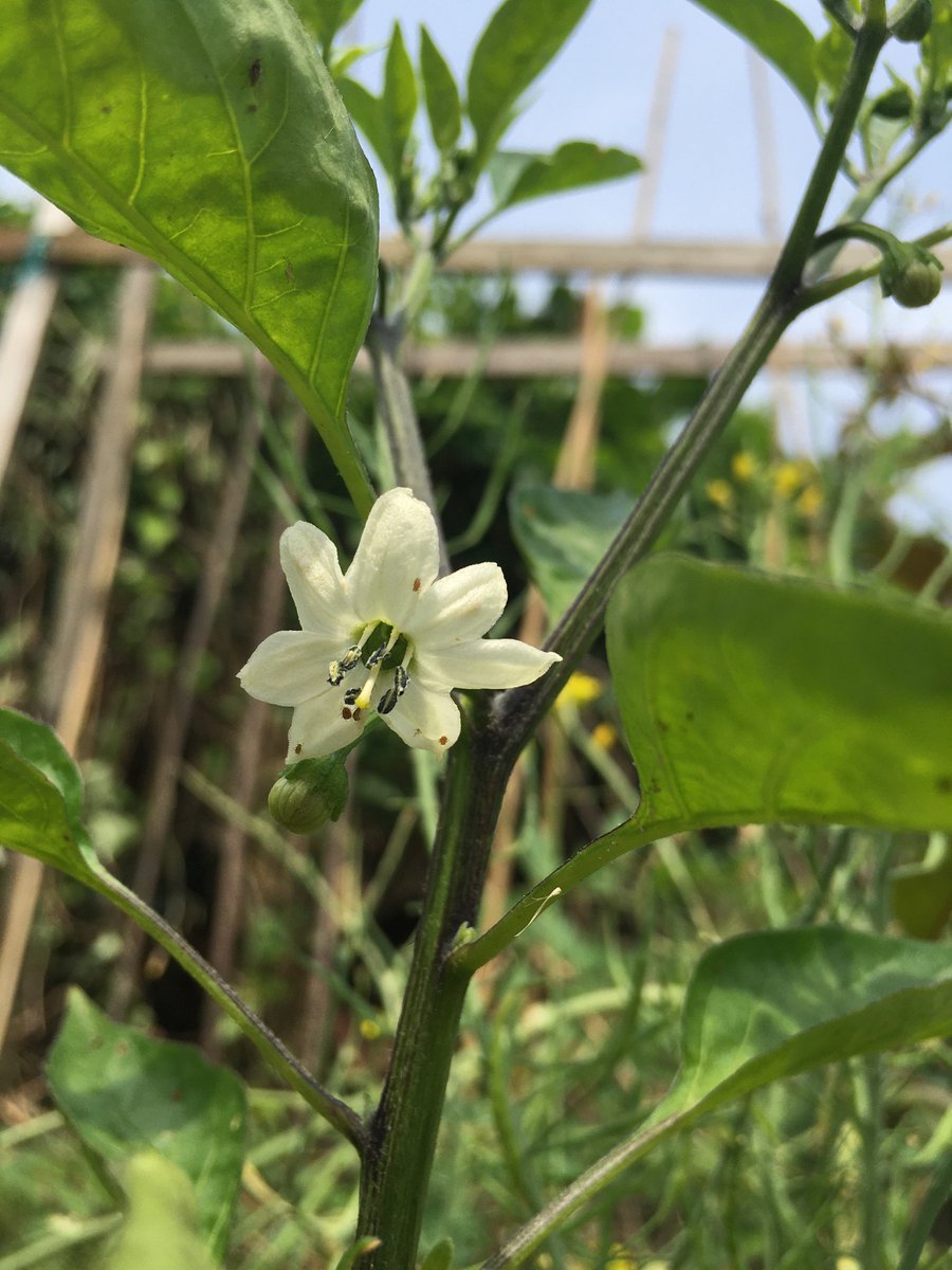 Yo Freespeech ししとうのお花が咲きました 隣の畑にカラスが 何か狙っていまーす 家庭菜園 自然農 無農薬 無化学肥料 T Co Lmkd9o6epl Twitter Yo Freespeech ししとうのお花が咲きました 隣の畑にカラスが 何か狙っていまーす 家庭菜園 自然農 無農薬 無化学肥料 T Co Lmkd9o6epl Twitter