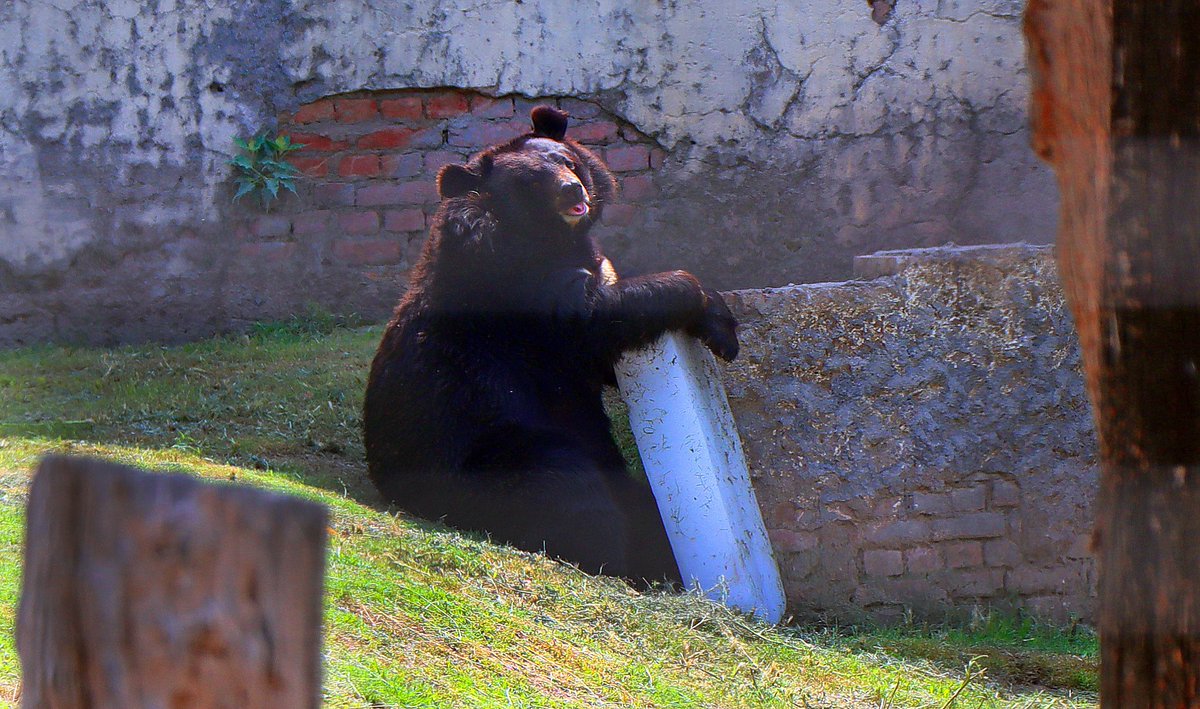 JasbirMalhi1's tweet photo. Beat the Heat!!!
A #bear playing with ice during scorching heat at the Mahindra Zoological Park in Village #Chhatbir near Chandigarh. @iepunjab @IndianExpress @grewal_sharma https://t.co/qDCnsqggpH