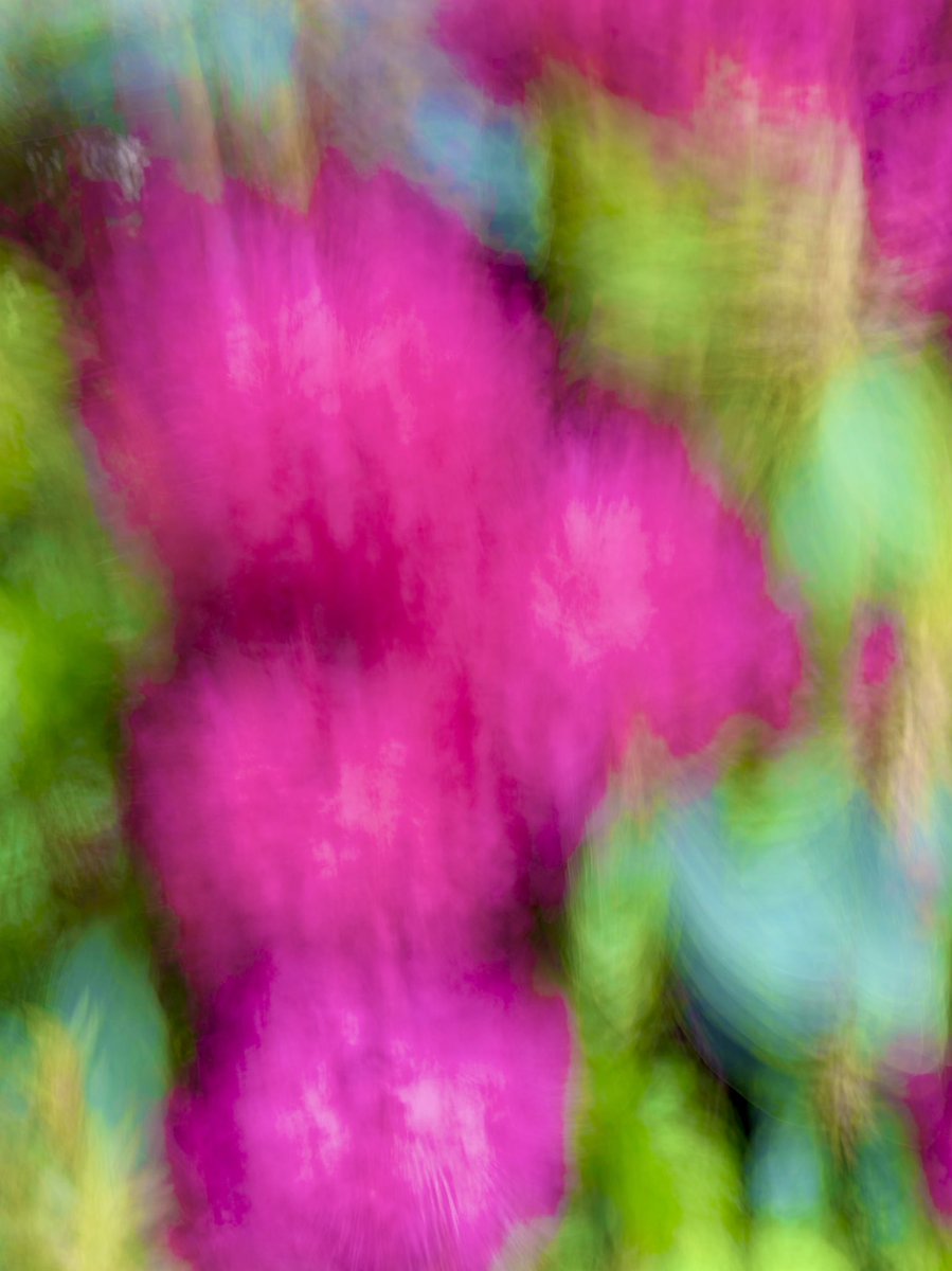 ProjectParklife's tweet photo. Rhododendron in park. Original artwork by The Parklife Project MMXXII. Brighten your space.

#rhododendron #parklife #spring #solihull #brueton #bruetonparksolihull #midlands #abstractart #abstractphotography #gesturalabstraction #gesturalphotography #shrubs https://t.co/jathGOim1a