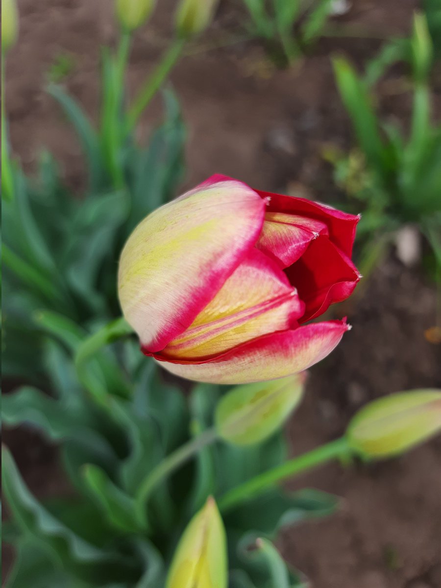 GOOD MORNING BEAUTIFUL TULIPS❤ 
Just wish you to enjoy all the beauty around and warm weather😊 
Loooove rays!🌈🤩
#WomeninNFTs #goodmorning