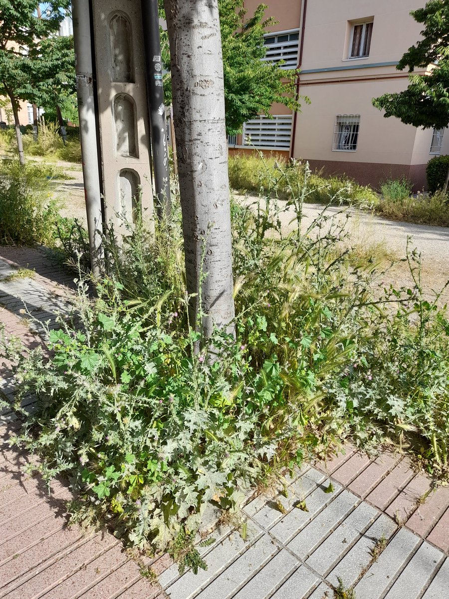 Alcalde <a href="/AlmeidaPP_/">José Luis Martínez-Almeida</a> y sr <a href="/bcarabante/">Borja Carabante</a>, esto ya no es ni medio normal🤦🏻‍♀️🤦🏻‍♀️🤦🏻‍♀️🤦🏻‍♀️😓😓😓😓😓
<a href="/Rita_Maestre/">Rita Maestre 🌾</a> 
<a href="/espinar_mar/">Mar Espinar</a> 
<a href="/miguelmontejo74/">Miguel Montejo</a>