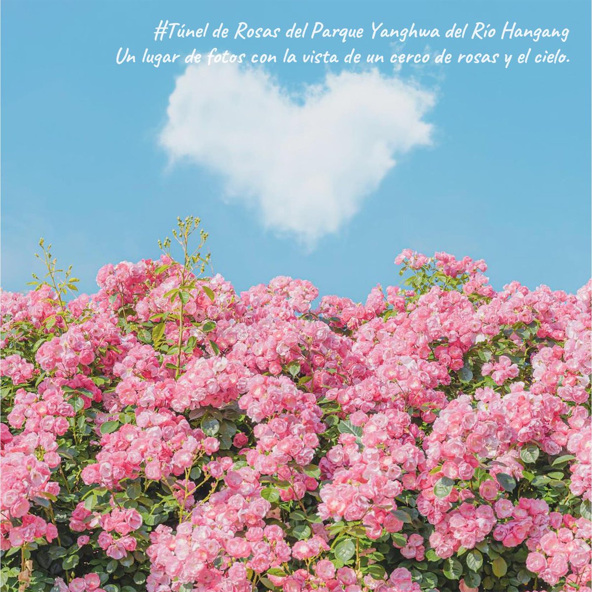 VisitaCorea's tweet photo. Mayo es el mes de las #rosas  🌹🌹

¿Sabías que hay muchos lugares en Seúl y alrededores en los que ver estas preciosas flores? 😍 https://t.co/qW7cnaoczA