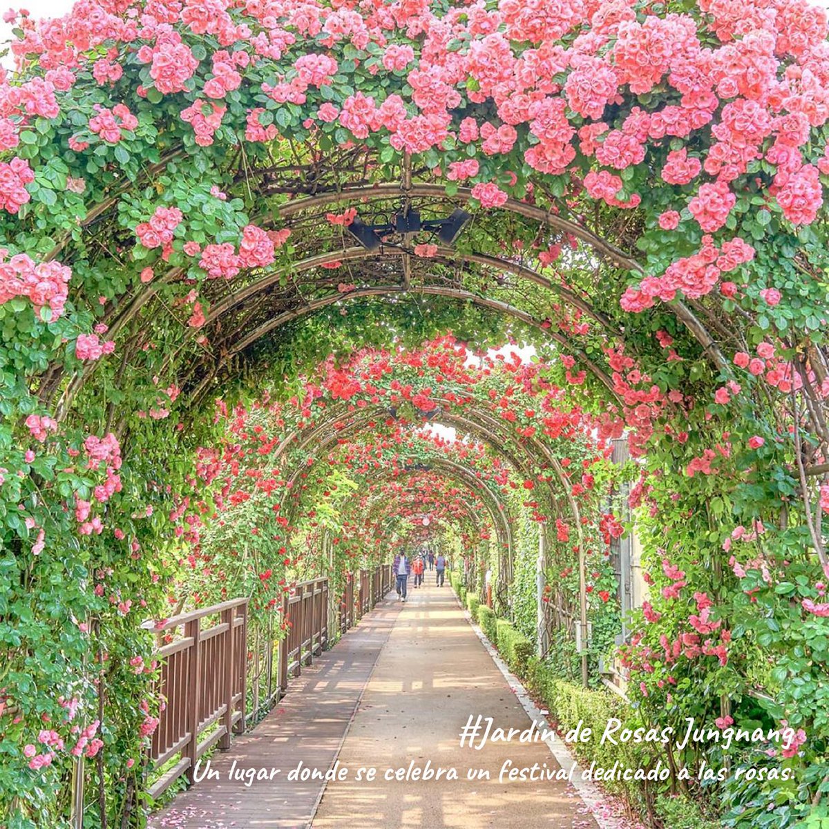 VisitaCorea's tweet photo. Mayo es el mes de las #rosas  🌹🌹

¿Sabías que hay muchos lugares en Seúl y alrededores en los que ver estas preciosas flores? 😍 https://t.co/qW7cnaoczA