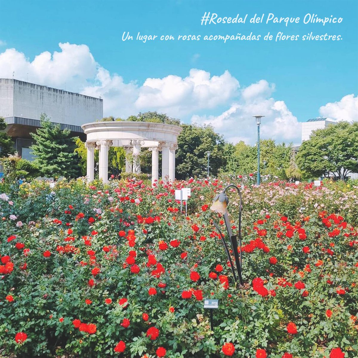 VisitaCorea's tweet photo. Mayo es el mes de las #rosas  🌹🌹

¿Sabías que hay muchos lugares en Seúl y alrededores en los que ver estas preciosas flores? 😍 https://t.co/qW7cnaoczA