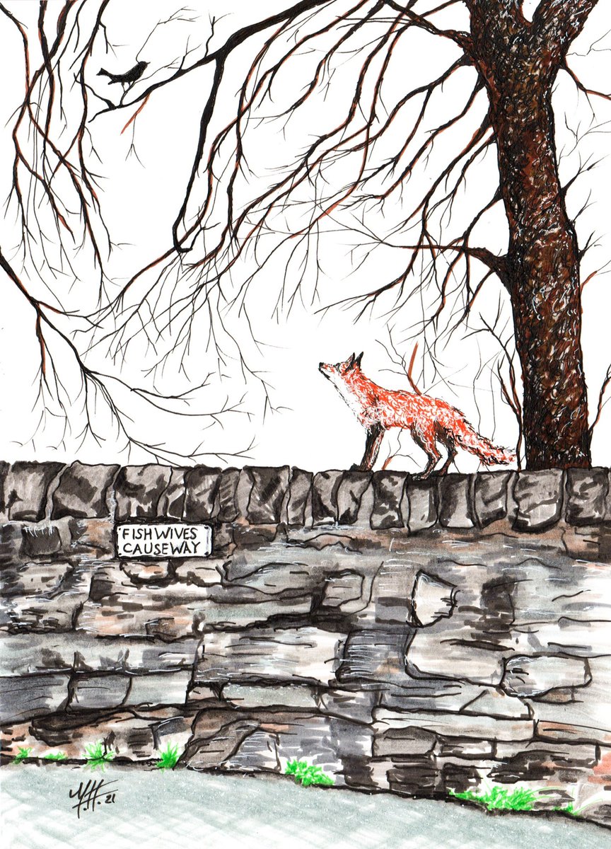 EdinburghFoxInk's tweet photo. #throwbackthursday this week is my ‘Fox at The Fishwives Causeway’. This is on the cycle path network & a good walk, one of my dogs favourite places with an occasional fox putting in an appearance! #thursdaythrowback #edinburgh #edinburghcyclepath #cycleedinburgh #edinburghwalk https://t.co/rXdkoytjr0