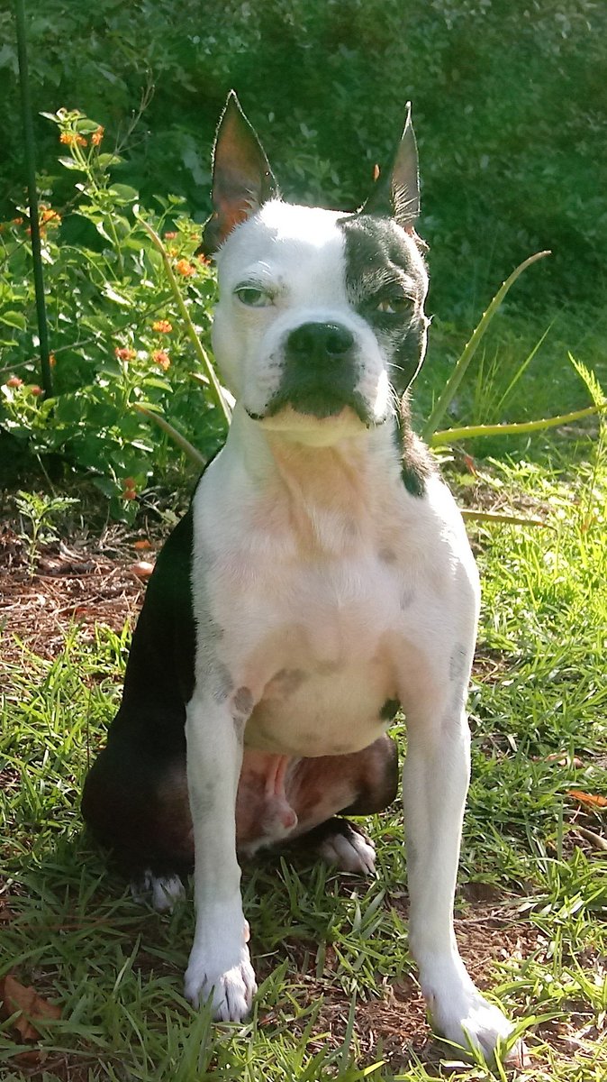 cozywithgozy's tweet photo. Woof ❤
Have a cozy day. 🐾

#bostonterrier #dogsoftwitter #StayCozy #DogCelebration https://t.co/HV2Q5cAttf