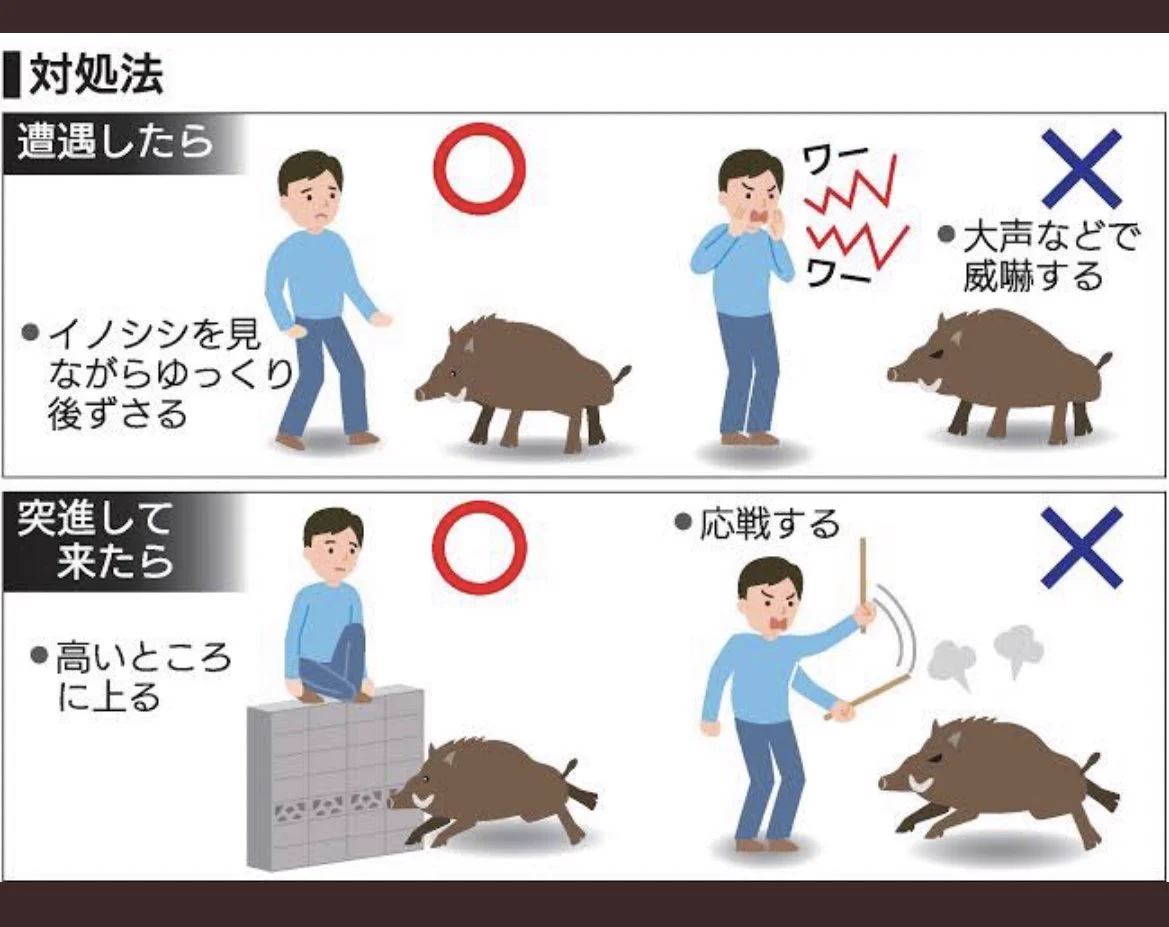 イノシシへの対処法が…クソリプ対策とほぼ同じだったw
