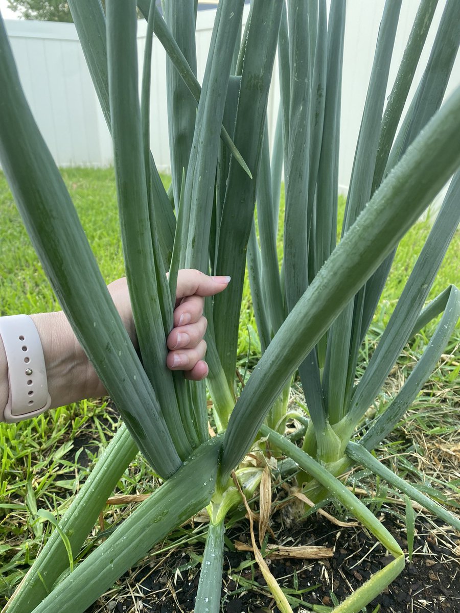 LittlejohnAPES's tweet photo. Check out the massive green onions I grew from kitchen scraps! #gardenlife https://t.co/RWmLFHcdvT https://t.co/QkUG5cDJL9 https://t.co/GUrfBIK6ii