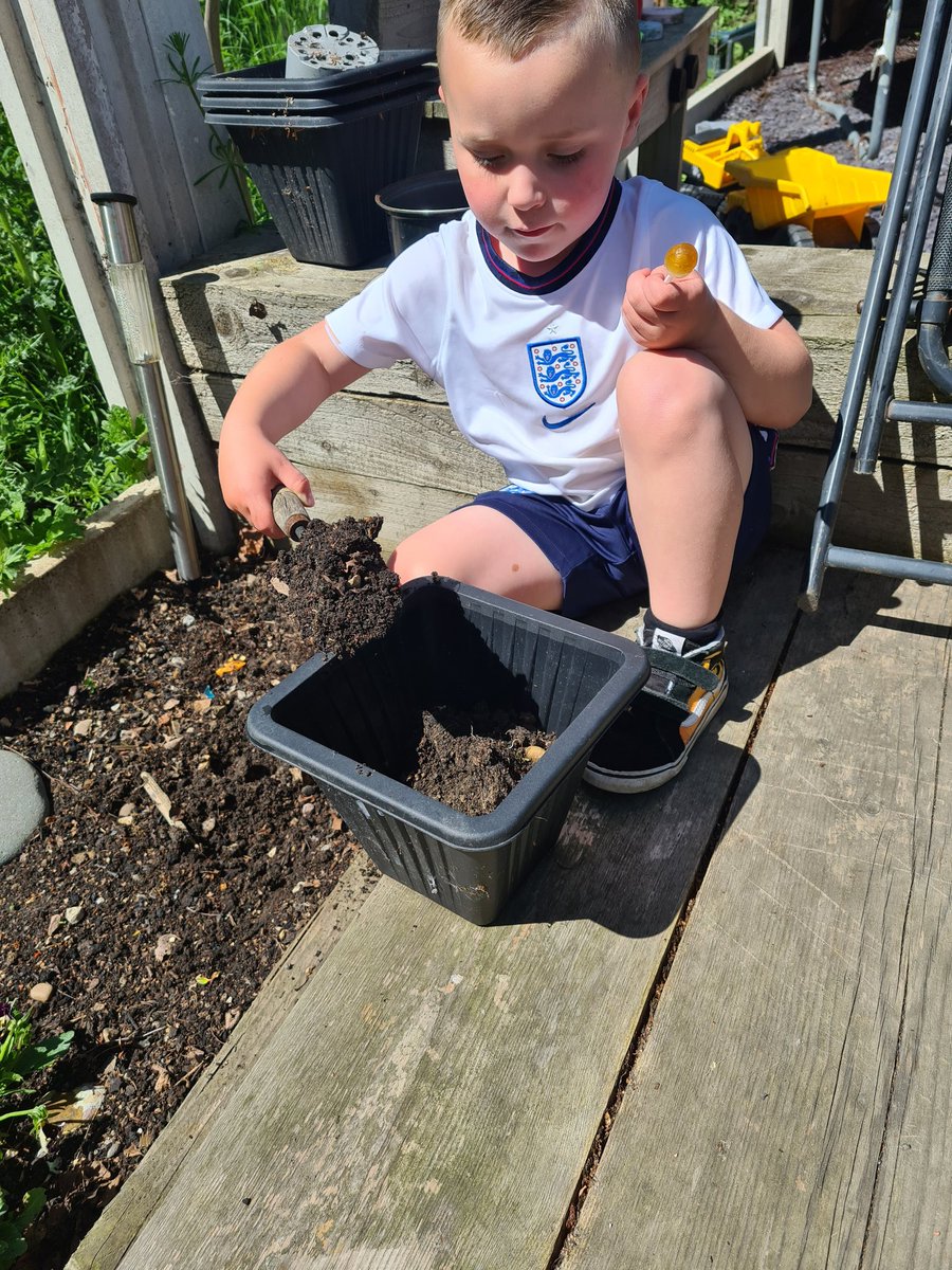 Alice54835850's tweet photo. Jack's just re-potted his sunflower 🌻. Look how big it's getting. @WMPrimaryF1 https://t.co/0oPPJiqnJh
