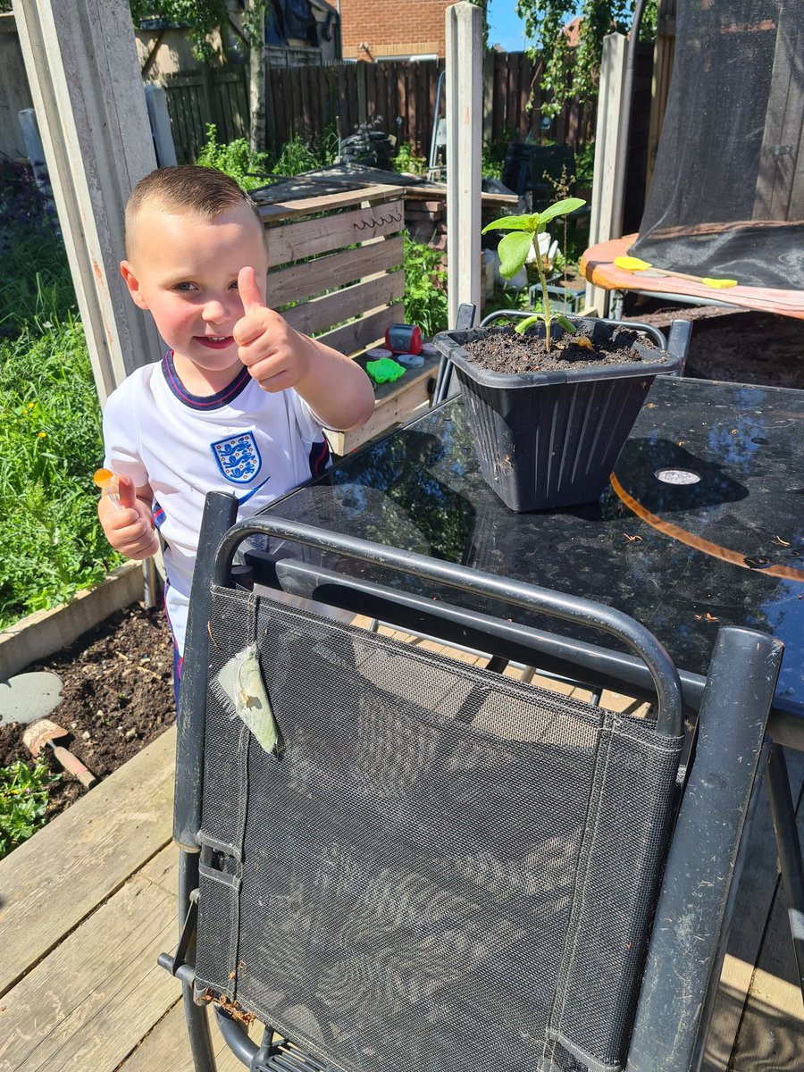 Alice54835850's tweet photo. Jack's just re-potted his sunflower 🌻. Look how big it's getting. @WMPrimaryF1 https://t.co/0oPPJiqnJh