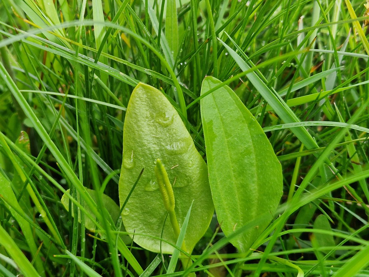 Berglinde2's tweet photo. Gevaarlijke tweeling: Addertong (Ophioglossum vulgare) en Getande Weegbree (Plantago major subsp. intermedia) in de Kievitslanden. https://t.co/rjeU1dRcnP