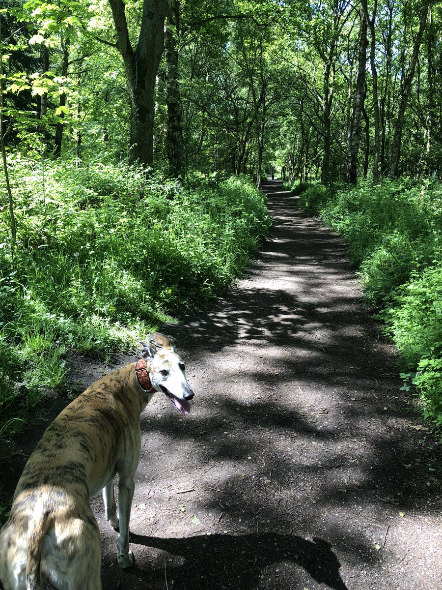 LisaMrspee's tweet photo. Love walking Prince Louis 🐾 👑🐾 Surrounded by beauty in a strange old world #peaceful https://t.co/12SjKLLpiE