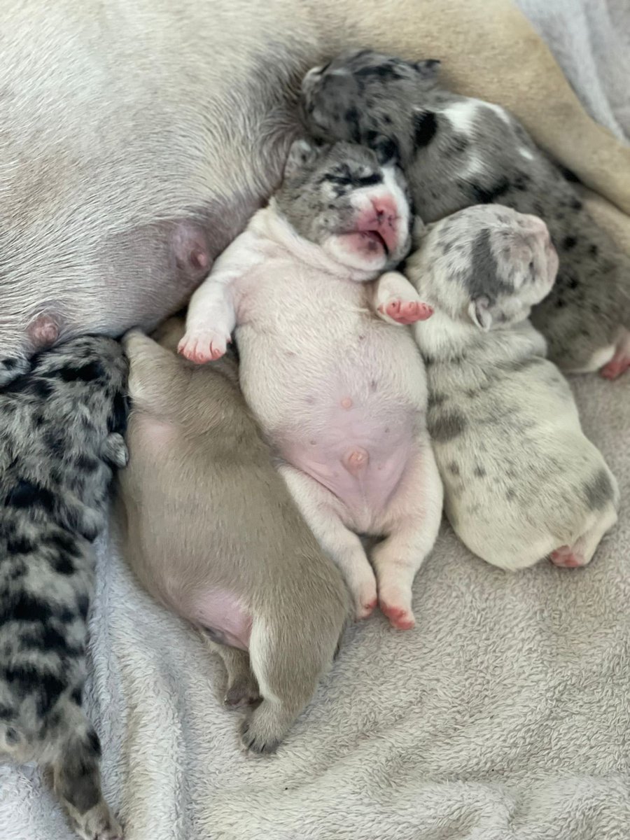 BabyBoyNoNameY1's tweet photo. Look at my little fatty his tooo cute 🥰 🐾💙 all my babies &amp; mum have absolutely smashed it 😍👌🏻 I’m so very proud of them all , Gucci has been the best mummy 💖🙌🏻 #puppylove #dogs #frenchies #babydog #my1stlitter #stud #studdog #cute #love #puppy #thursdayvibes 😍🐾😍🐾😍🐾😍🐾 https://t.co/6yuVbAfx4E