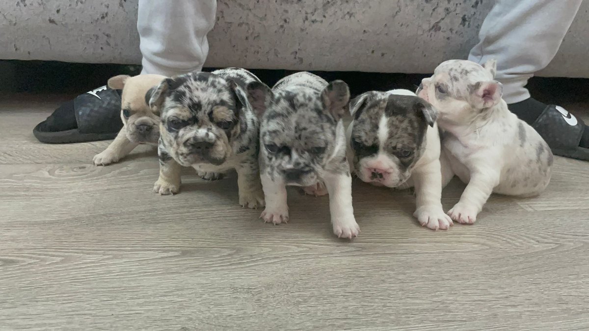 BabyBoyNoNameY1's tweet photo. Look at my little fatty his tooo cute 🥰 🐾💙 all my babies &amp; mum have absolutely smashed it 😍👌🏻 I’m so very proud of them all , Gucci has been the best mummy 💖🙌🏻 #puppylove #dogs #frenchies #babydog #my1stlitter #stud #studdog #cute #love #puppy #thursdayvibes 😍🐾😍🐾😍🐾😍🐾 https://t.co/6yuVbAfx4E