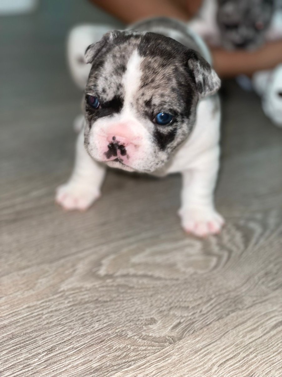 BabyBoyNoNameY1's tweet photo. Look at my little fatty his tooo cute 🥰 🐾💙 all my babies &amp; mum have absolutely smashed it 😍👌🏻 I’m so very proud of them all , Gucci has been the best mummy 💖🙌🏻 #puppylove #dogs #frenchies #babydog #my1stlitter #stud #studdog #cute #love #puppy #thursdayvibes 😍🐾😍🐾😍🐾😍🐾 https://t.co/6yuVbAfx4E