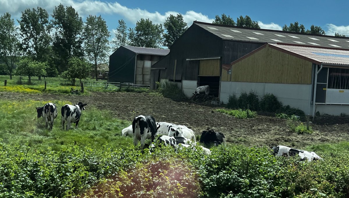 The cows from St Omer don’t agree with international trains going through their territory and are mooning us #Eurostar #diversion