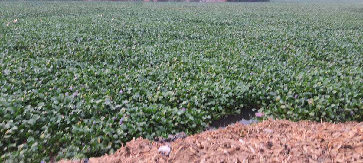 rohangupta995's tweet photo. #bandachervu
 0% work done banda chervu, East anandbagh
i guess 4months is very long time  wait
@kcgupta66
@CommissionrGHMC @dr_rambabu_a @GHMCOnline @HMDA_Gov @UrsGurubhushan https://t.co/V1VZVpyR5N