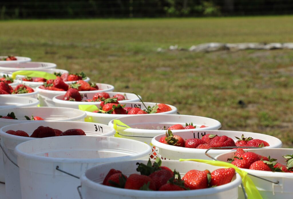 Did you know North Carolina ranks No. 3 in national production of fresh market strawberries? Extension specialists are on a quest to grow a better strawberry for consumers and farmers. 

Here’s how: ncst.at/UvY450JbYV5