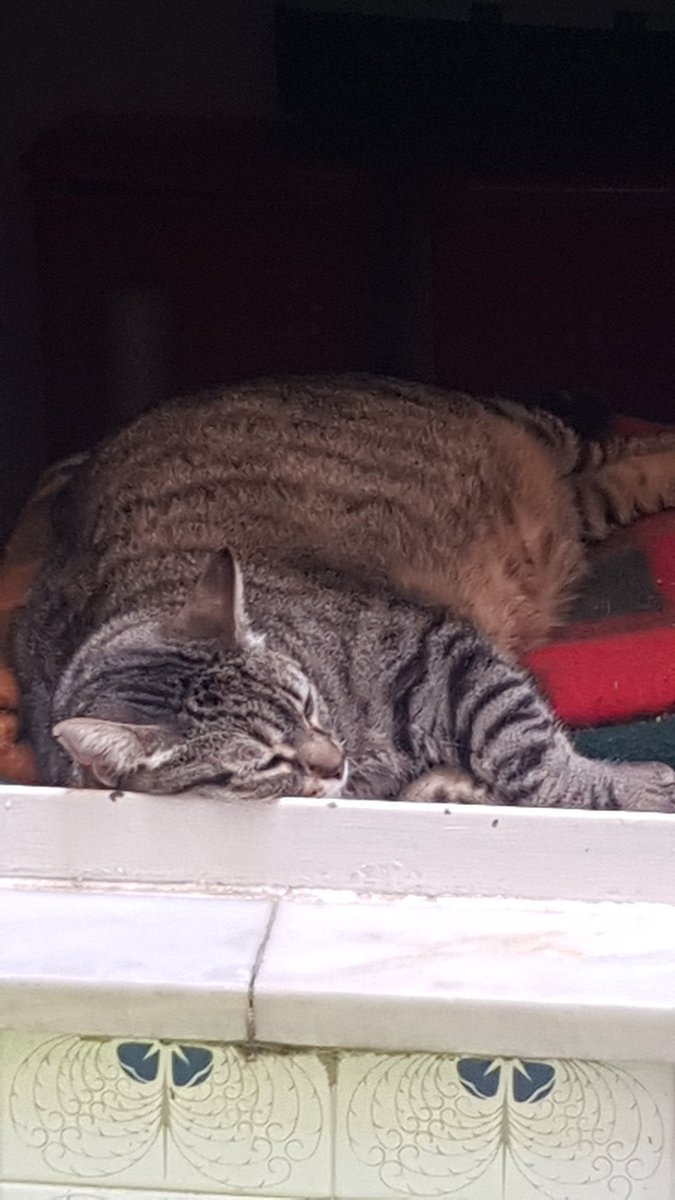 LBhakii's tweet photo. @sonridesigual Me siento ofendido 🐈 https://t.co/KQNIdCzFSD