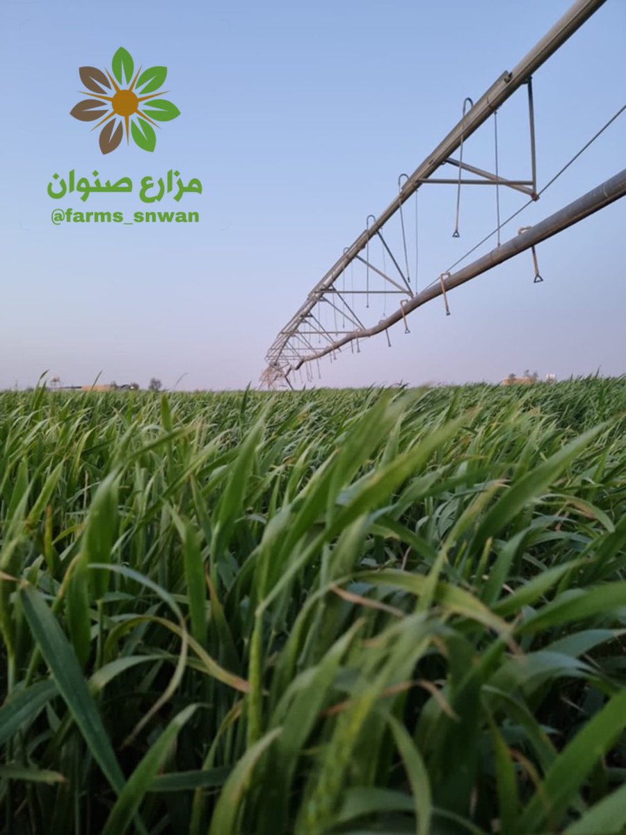 farms_snwan's tweet photo. #قمح المعيّة الأصيل غير معدل وراثيًا 
عضوي موثق من إنتاج #مزارع_صنوان

جميع منتجاتنا متوفرة في متجر #النحل_الجوال👇
https://t.co/FU2jIfbgwz
ويمكنكم التواصل عبر الواتساب:
https://t.co/sWSEh5xZgr
#قمح_معية https://t.co/6Pb5Oxhfbh