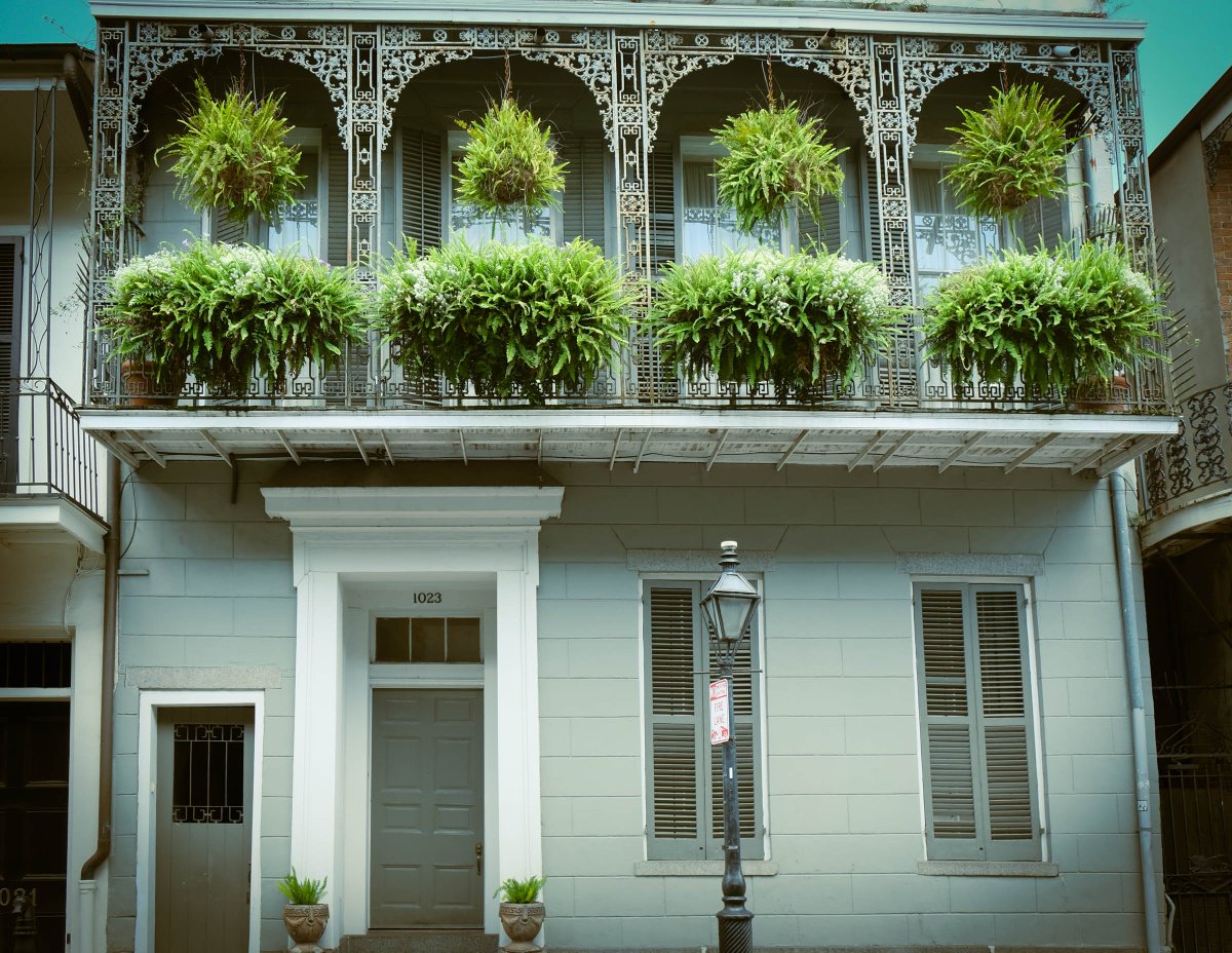 LazardeP's tweet photo. Epic plant balconies in the French Quarter are one of my favorite things. 

#plants #plantbalcony #frenchquarter #nolaphotography #nola #neworleans https://t.co/IKc3ves8Z4