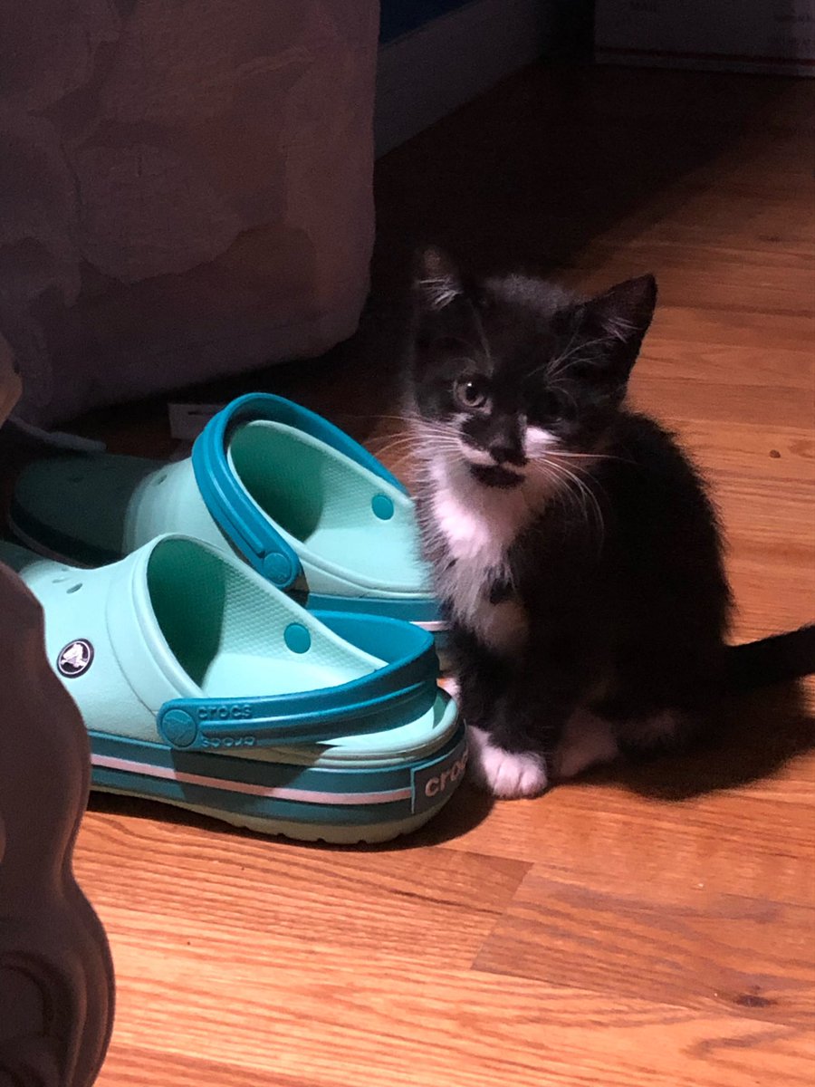 Catatouille1's tweet photo. hello everyone, yesterday i unfortunately made the difficult choice to put Remy down after weeks of treatment for kidneys with no improvement. 

i am glad i got to share his silly moments over his 3 years with you all. i hope they made you smile https://t.co/dibrTsogYo
