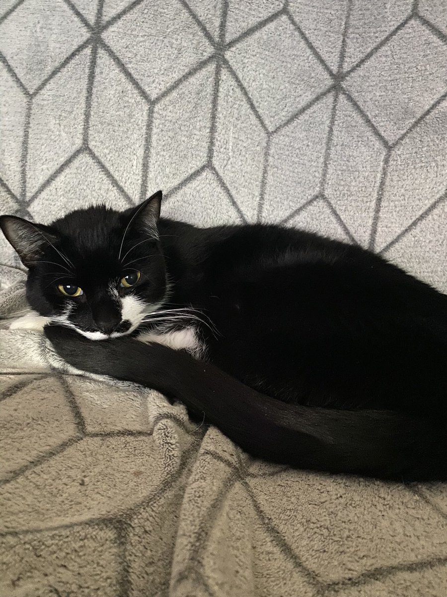 Catatouille1's tweet photo. hello everyone, yesterday i unfortunately made the difficult choice to put Remy down after weeks of treatment for kidneys with no improvement. 

i am glad i got to share his silly moments over his 3 years with you all. i hope they made you smile https://t.co/dibrTsogYo