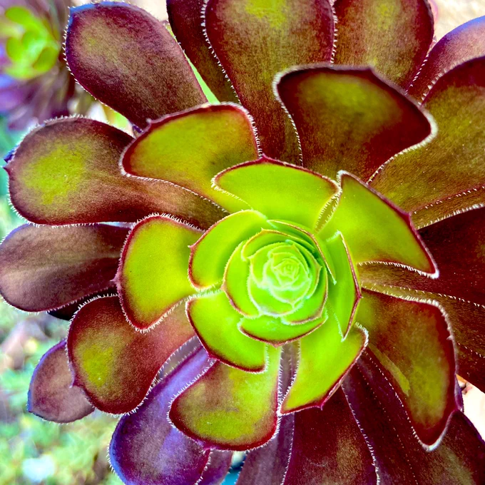 最近の推し植物。名前知りたい。 
