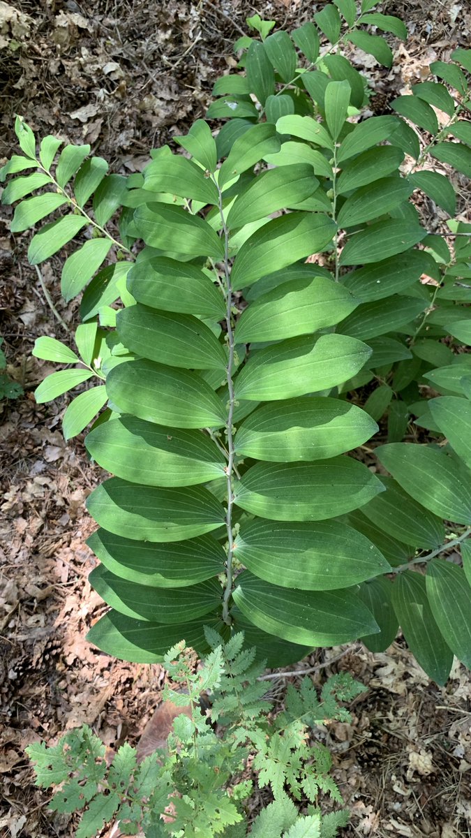runge's tweet photo. @sjorsdekort @Brab_Landschap @natuurfilmerBL In de Loonse Drunense Duinen bestrijden we de Amerikaanse vogelkers. Daarbij stuitte ik vorige week op deze mooie plant, sterk lijkend op jouw foto. https://t.co/5cqlBuDMq5