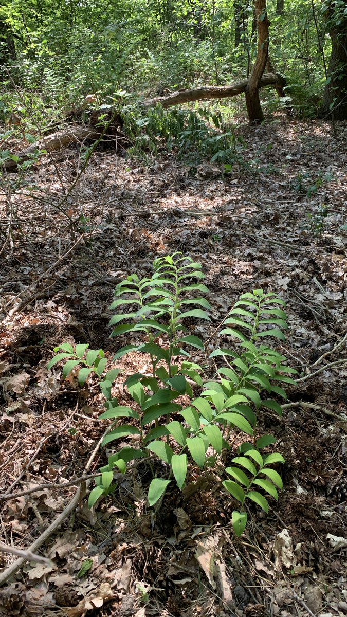 runge's tweet photo. @sjorsdekort @Brab_Landschap @natuurfilmerBL In de Loonse Drunense Duinen bestrijden we de Amerikaanse vogelkers. Daarbij stuitte ik vorige week op deze mooie plant, sterk lijkend op jouw foto. https://t.co/5cqlBuDMq5