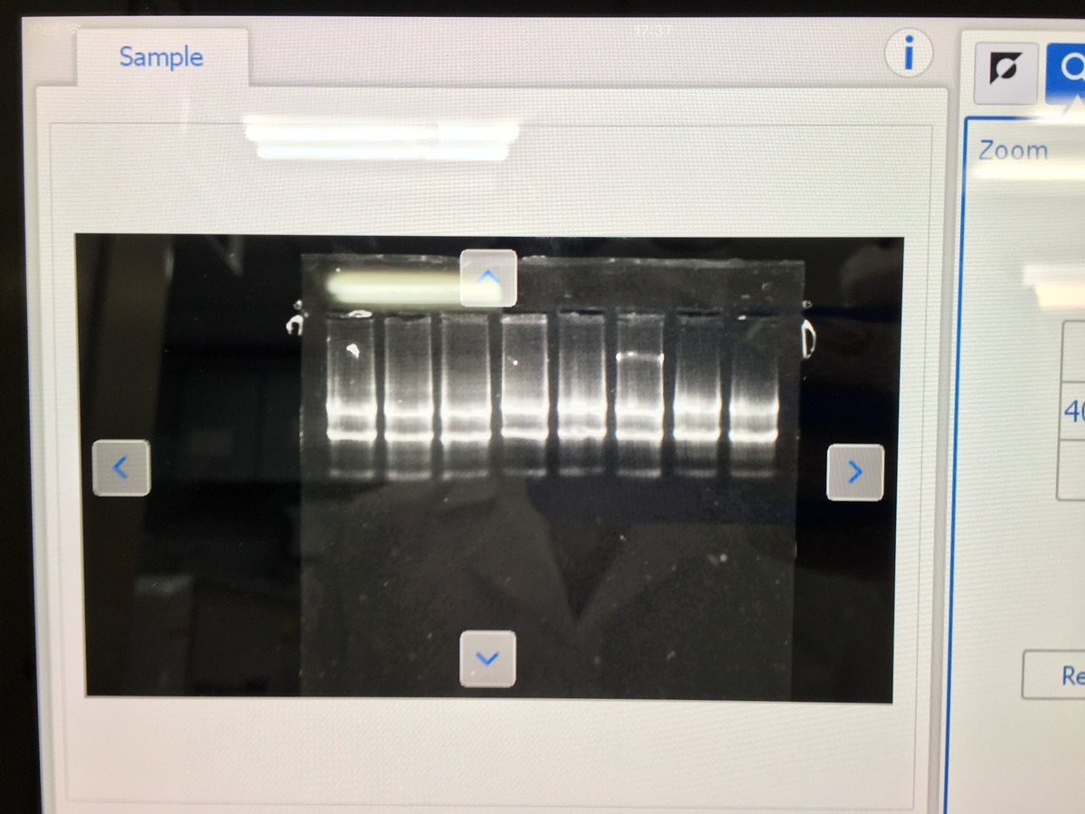 pauloebio's tweet image. The secret proof that invitrogen kits are amazing…RNA 

#realtimePCR #RNa #ScienceTwitter #science