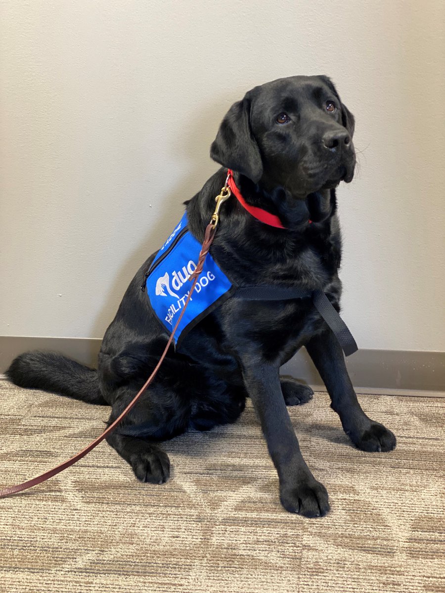 Happy 3rd birthday to #DuoDog Laddie!

#DekalbLife #ProudlyDekalb