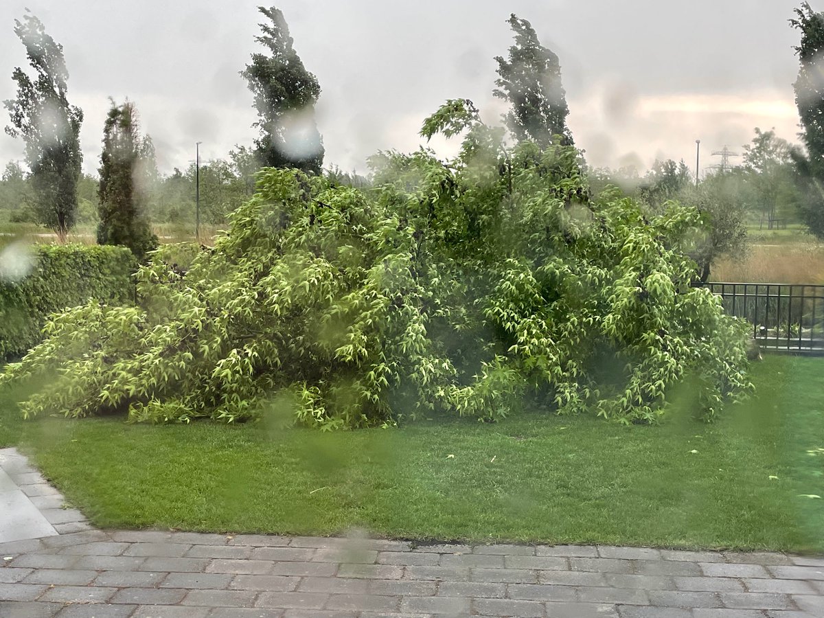 MKuenen's tweet photo. Oeps, boom in de tuin omgewaaid tijdens #storm in #Cuijk https://t.co/2S1KPDJ67V