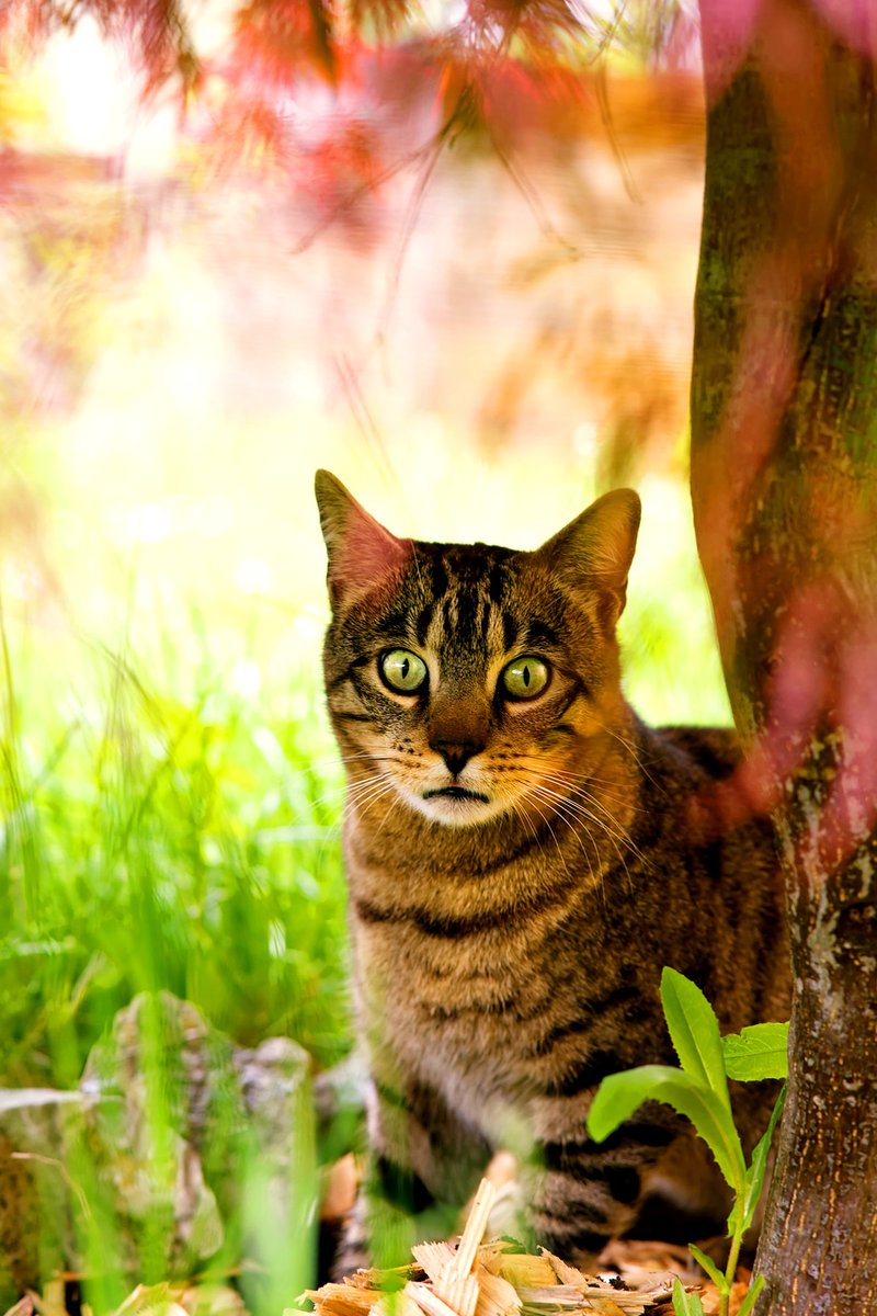 PeterParker006's tweet photo. Sometimes I think
Knowledge is more important than salary
Smile is more important than face
Happiness is more important than alone
Na matter what
You have to cherry
#kittens #CuteKittens #CatsOfTwitter #CatsOnTwitter #Cats #CatsLover https://t.co/Lv3MVHAGPV