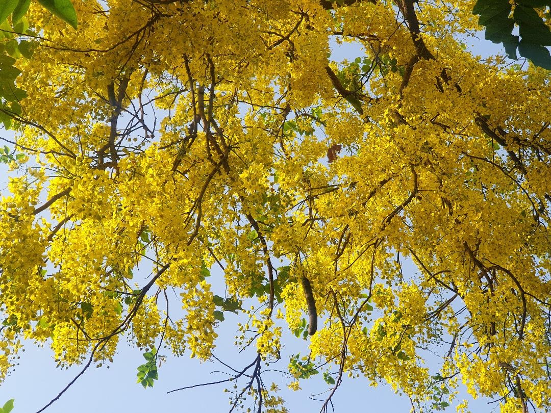 rosie_mann1's tweet photo. Golden shower✨
#amaltas #laburnumtree #home #Punjab https://t.co/pIOfdXuMWV
