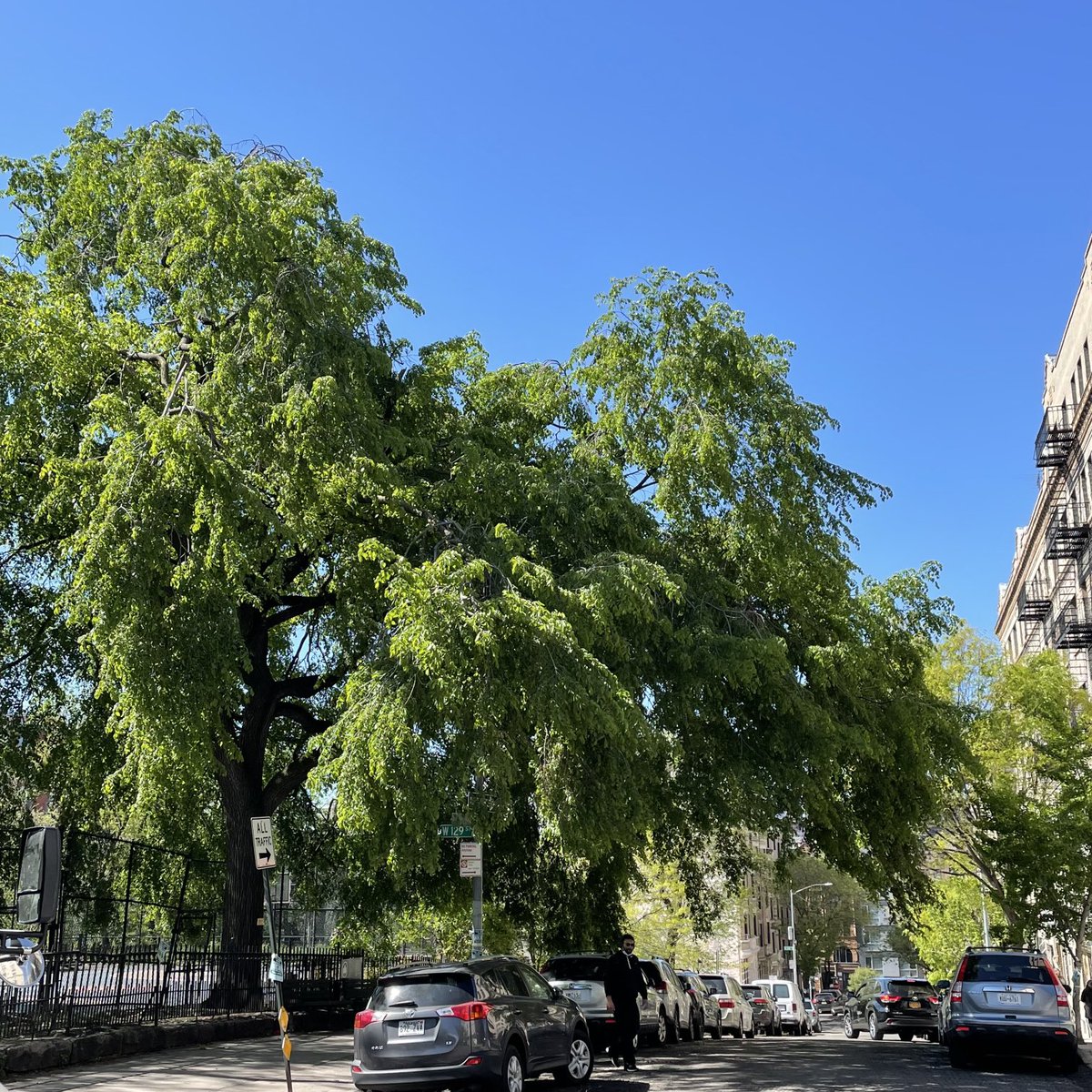 TulisMcCall's tweet photo. .⁦@BrianLehrer⁩ Another shot of my tree. American Elm at West 129 and Saint Nicholas Terrace.#bltrees #bltree https://t.co/gS4OlVsAcw
