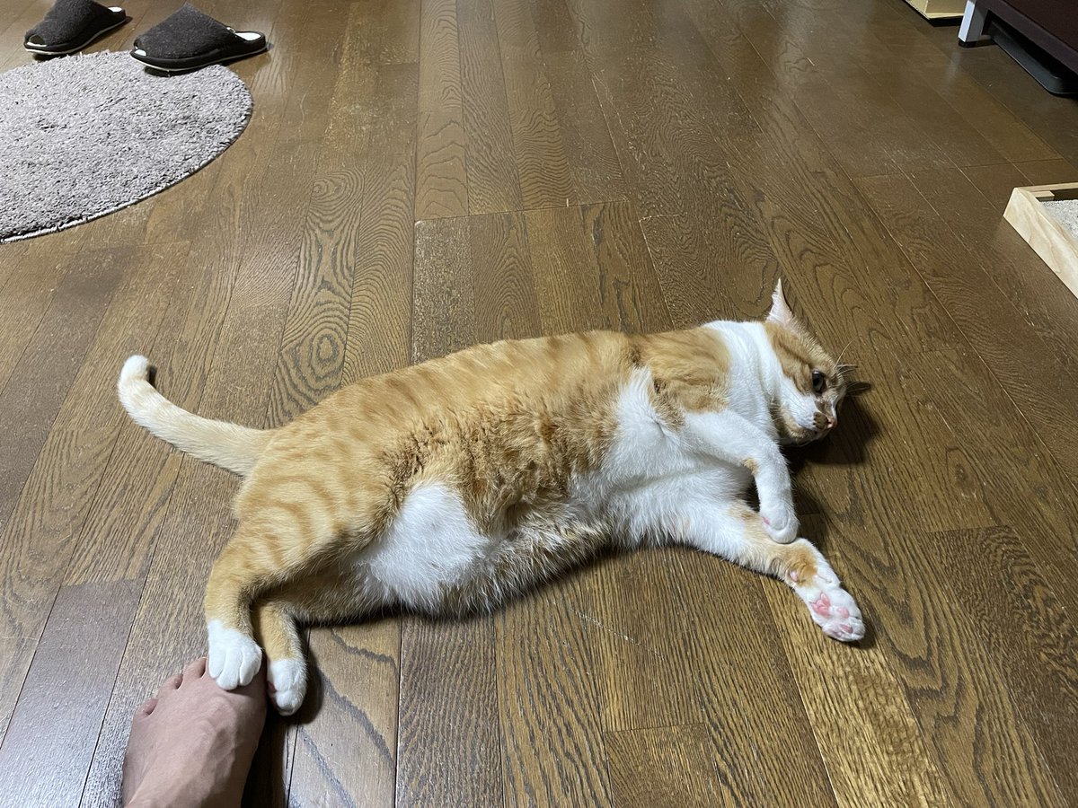 necozo_s's tweet photo. 乗せる足、間違ってないか？😁
ホンマや！えらいこっちゃ！🙀

滅多にない珍しい光景です。

#茶トラ #茶トラ白 #茶トラ猫
#ねこと暮らす #レッドタビー 
#ネコ好きさんと繋がりたい
#redtabbycat #cats #保護猫 https://t.co/jUHYy97R4w