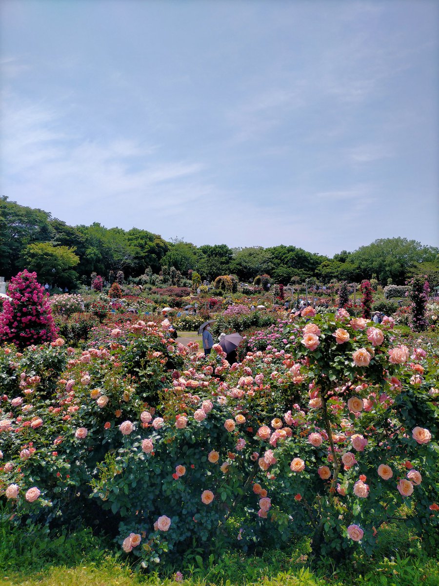Rosemist4731's tweet photo. 京成バラ園に行ってきたよ。見頃でした。 https://t.co/UHcEey6loH