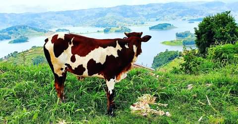 Rare scene! A cow admiring the beauty of #LakeBunyonyi? How scenic and gifted? #ExploreUganda #PearlofAfrica 😍🇺🇬