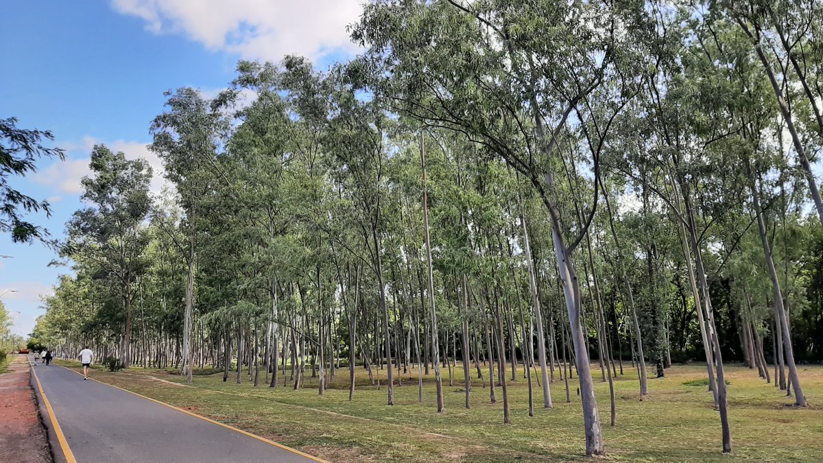 Parque Ñu Guasu y Guasu Metropolitano Paraguay tweet media