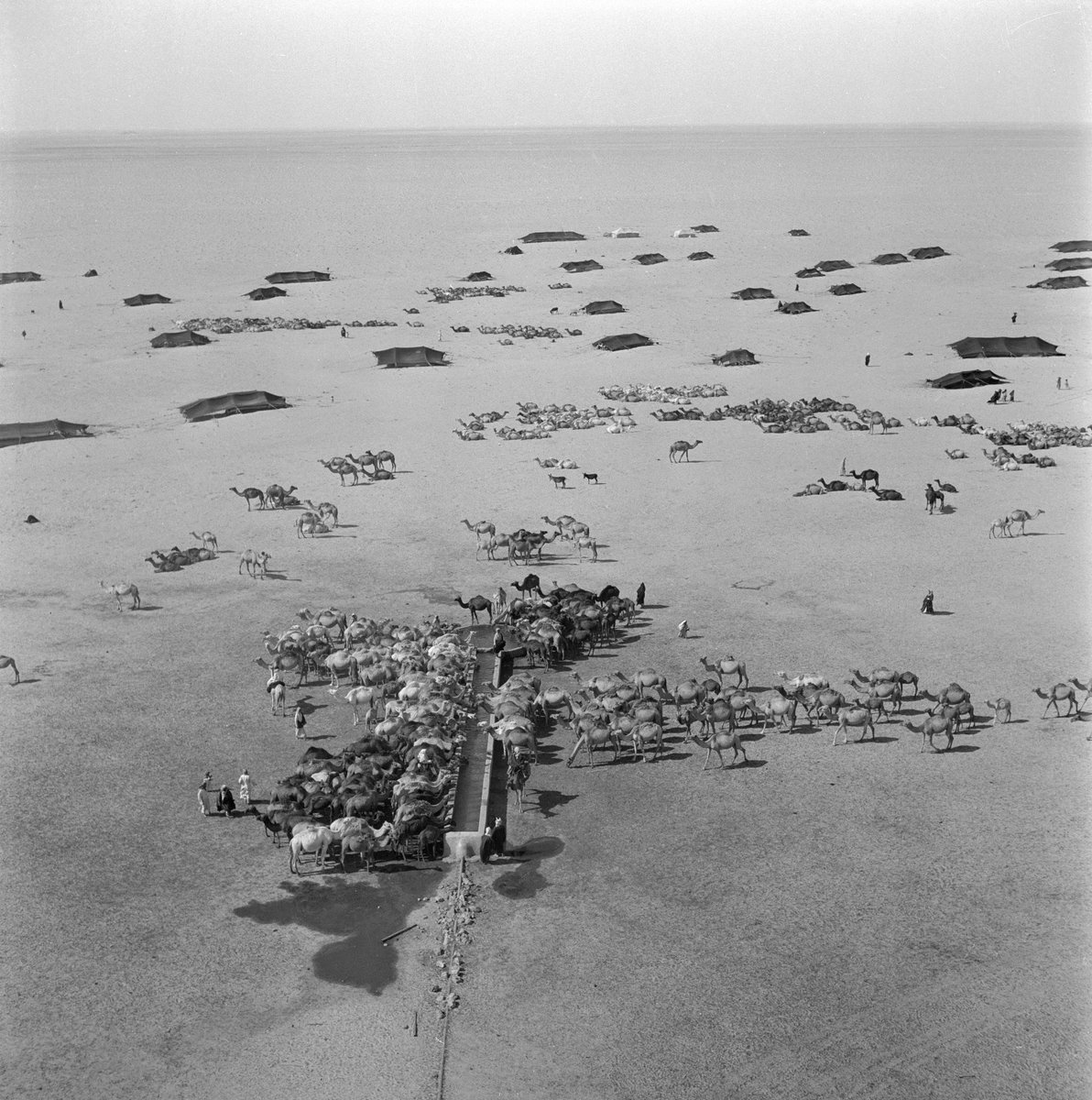 غادة المهنا اباالخيل Ghada AlMuhanna tweet media