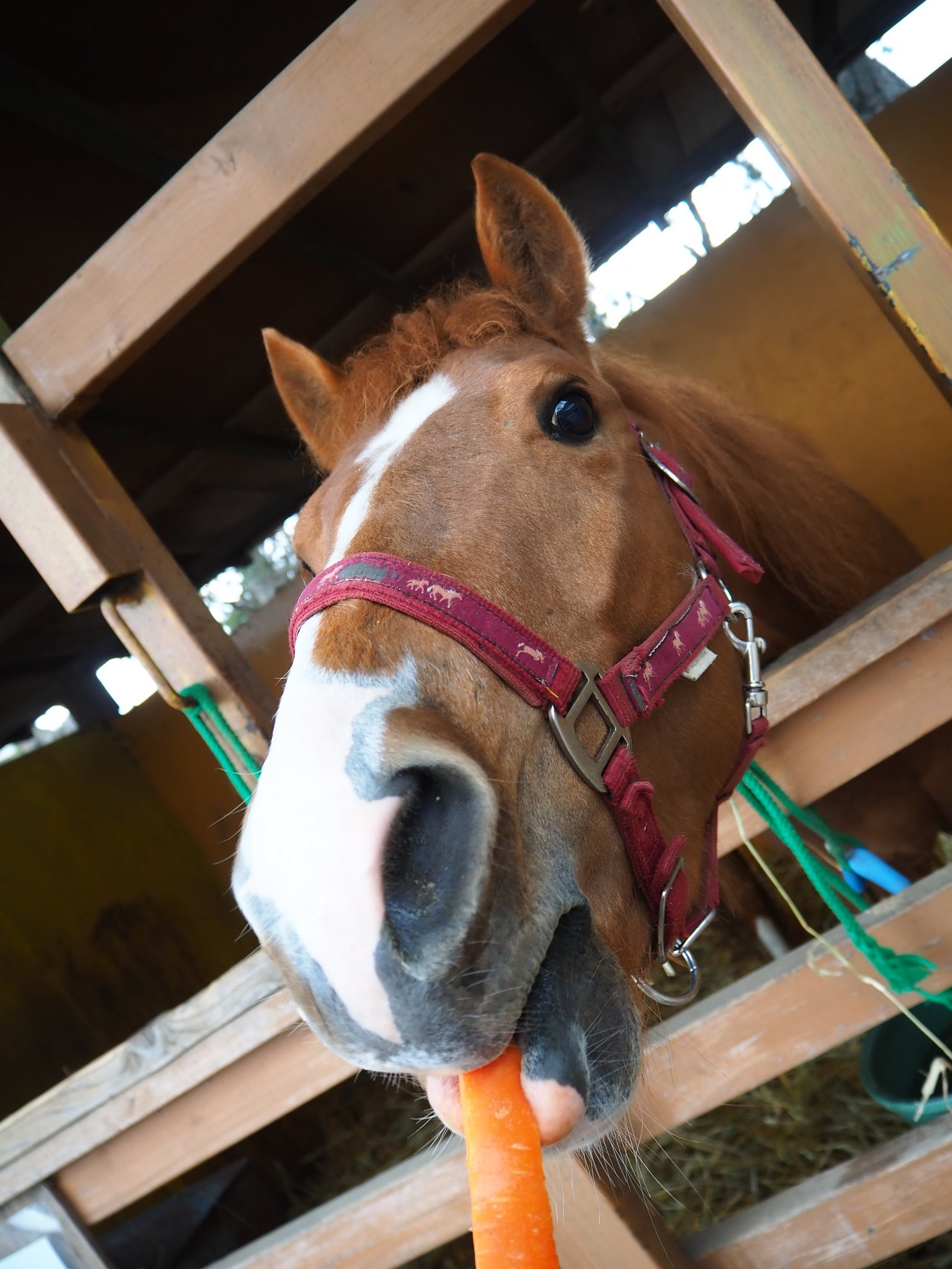 Kana ちなみにばんえい競馬場も超絶かっこいい馬ちゃんととっても可愛くて触れ合えちゃう馬 ちゃんが居るからとてもとても大好きです ばん馬の虜 T Co Vyhlab64jl Twitter