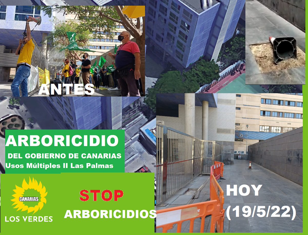 Arboricio en Múltiples II de Las Palmas de Gran Canaria (Gobierno de Canarias).