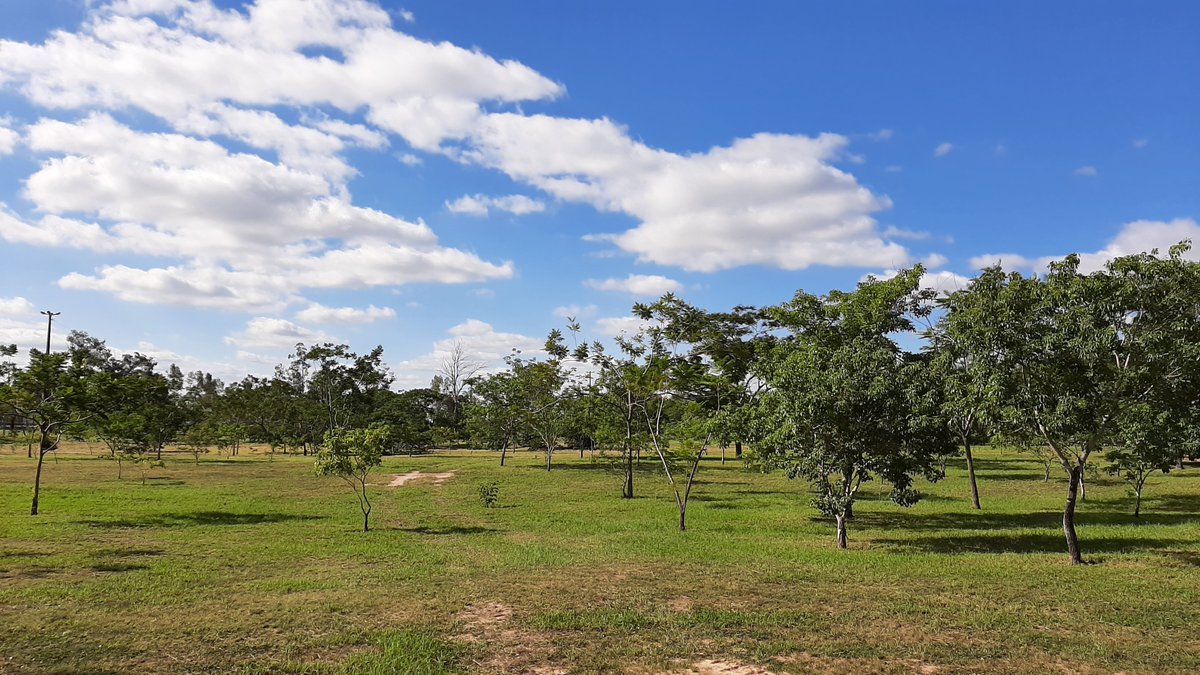 Parque Ñu Guasu y Guasu Metropolitano Paraguay tweet media