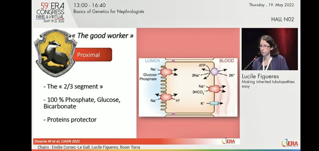 iamnephrologist's tweet image. 🌸BASICS OF GENETICS FOR NEPHROLOGISTS
♨️Making inherited tubulopathies easy

🔆Prof Lucille talks about behavior of tubules

#ERA22 #GENera22