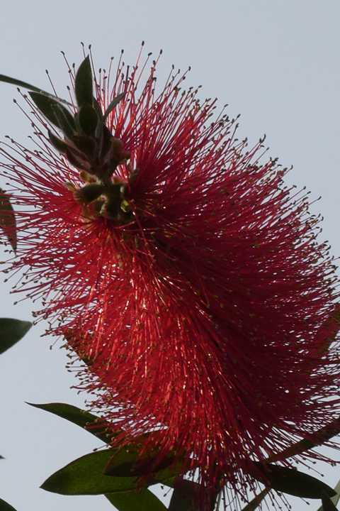 福岡 洋 ５月19日の誕生花 ブラシノキ 恋の赤い花５月の空に光る 今日５月19日の誕生花のひとつが ブラシノキ です ５月19日 誕生花 ブラシノキ 恋 赤い 花 ５月 空 光る ブラシ オーストラリア 原産 観賞用 花序 炎 はかない 毛玉