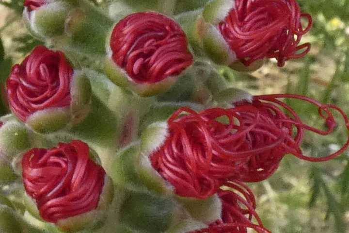 福岡 洋 ５月19日の誕生花 ブラシノキ 恋の赤い花５月の空に光る 今日５月19日の誕生花のひとつが ブラシノキ です ５月19日 誕生花 ブラシノキ 恋 赤い 花 ５月 空 光る ブラシ オーストラリア 原産 観賞用 花序 炎 はかない 毛玉