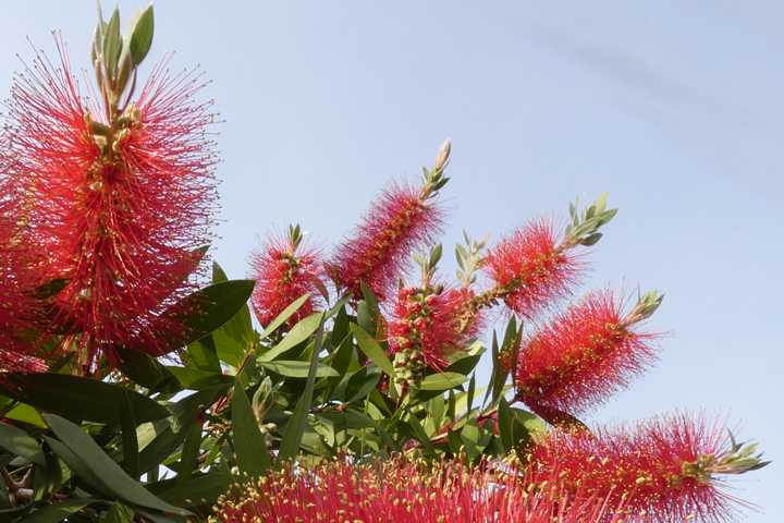 福岡 洋 ５月19日の誕生花 ブラシノキ 恋の赤い花５月の空に光る 今日５月19日の誕生花のひとつが ブラシノキ です ５月19日 誕生花 ブラシノキ 恋 赤い 花 ５月 空 光る ブラシ オーストラリア 原産 観賞用 花序 炎 はかない 毛玉