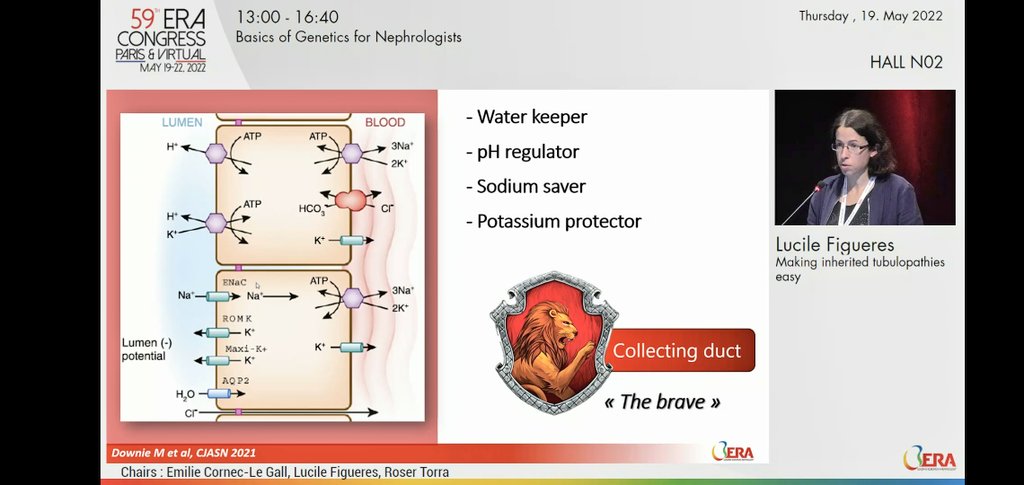 iamnephrologist's tweet image. 🌸BASICS OF GENETICS FOR NEPHROLOGISTS
♨️Making inherited tubulopathies easy

🔆Prof Lucille talks about behavior of tubules

#ERA22 #GENera22